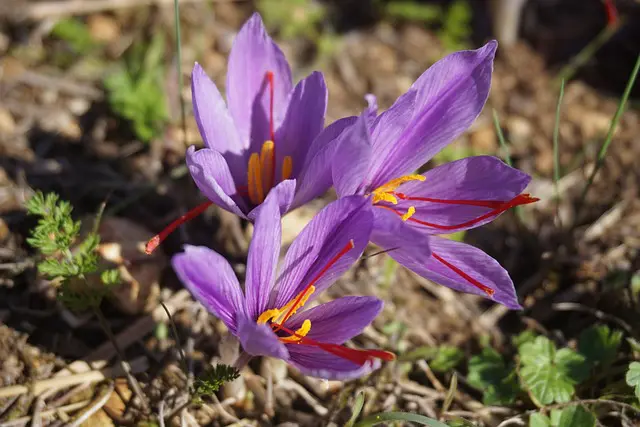 image d'une fleur de safran au Maroc